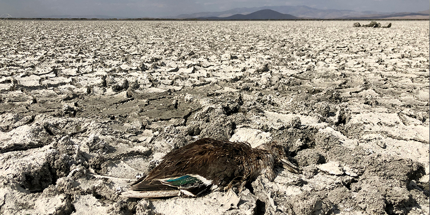 Mevsimsel kuraklığın yaşandığı Akşehir Gölü'nde çok sayıda ölü yaban ördeği bulundu