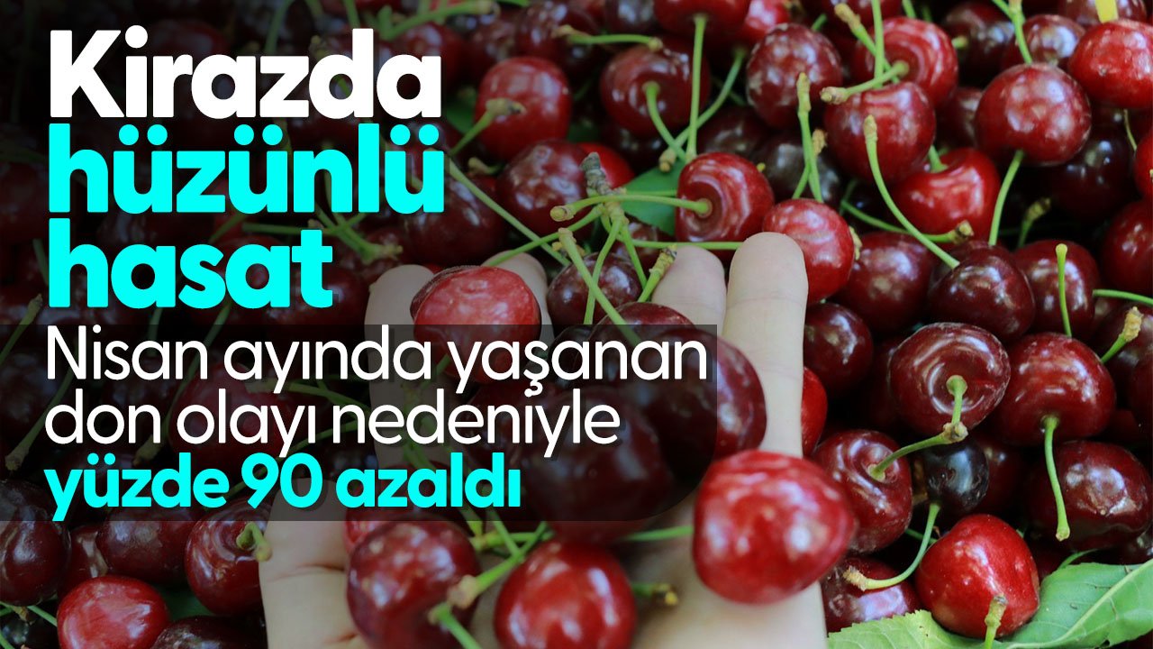 Konya'da kirazda hüzünlü hasat: Nisan ayında yaşanan don olayı nedeniyle yüzde 90 azaldı
