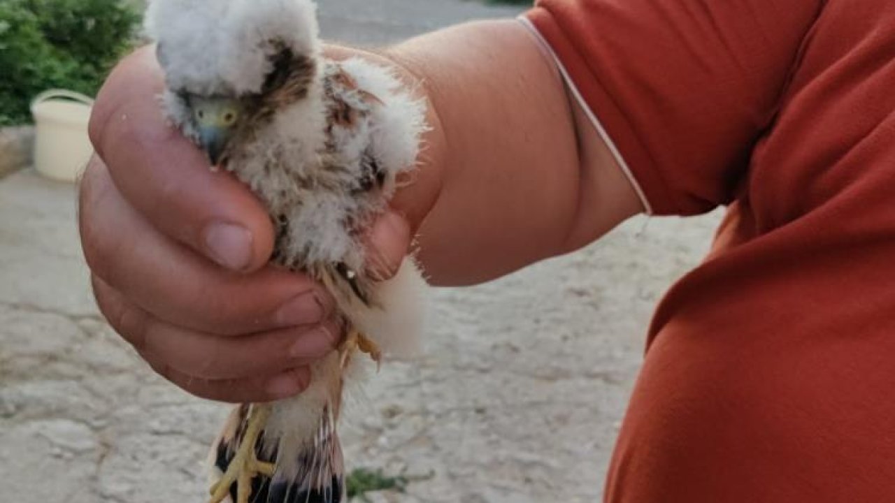 Konya'da apartmanda bulunan yavru doğan koruma altına alındı