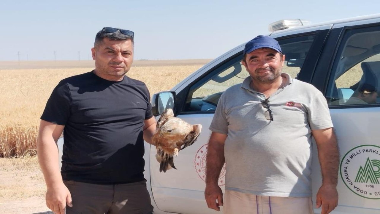Konya'da yaralı şahin koruma altına alındı!