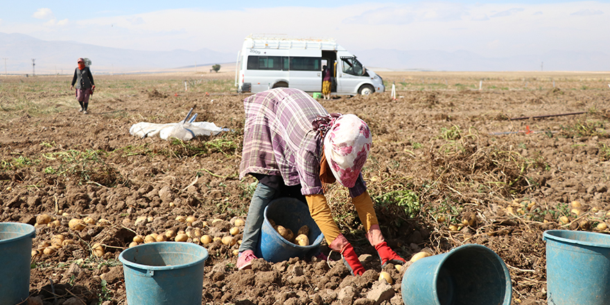 Niğde'de kışlık patates hasadı başladı