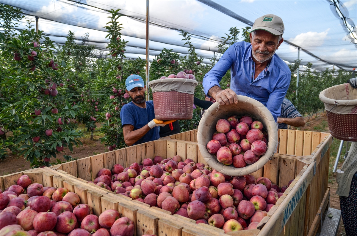 Konya Ovası'nda En Kaliteli Elma Hasadı İçin Üreticiler Zamanla Yarışıyor