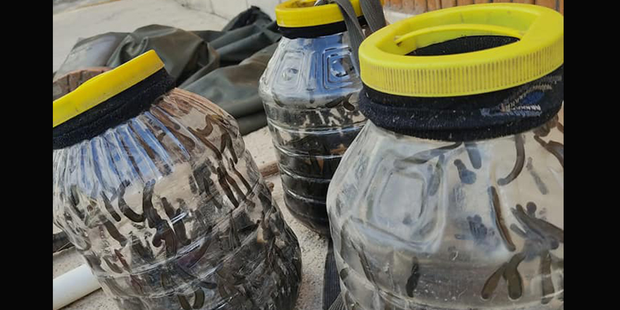 Beyşehir'de yasa dışı avlanan sülükler doğaya bırakıldı