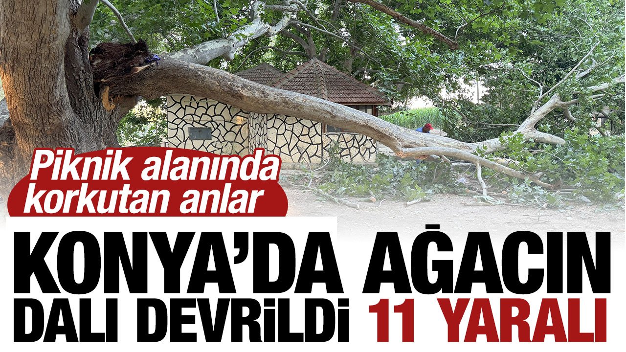 Konya'da piknik alanında korkutan anlar: Ağacın dalı devrildi: 11 yaralı