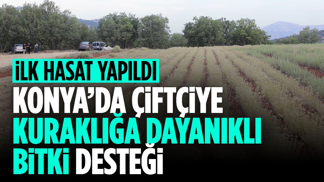 Konya'da kuraklıkla mücadele: Atıl arazileri üretime kazandırmak için kuraklığa dayanıklı bitki desteği sağlanıyor