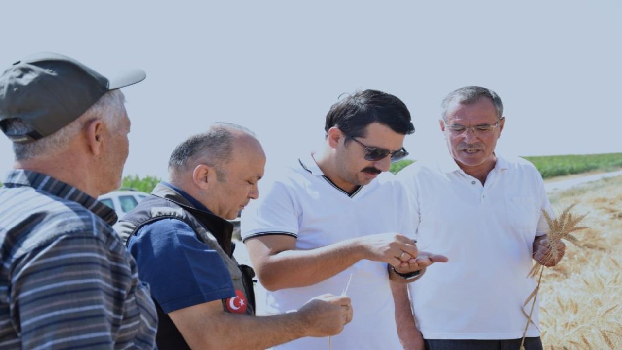 Karapınar'da son buğday hasadı yapıldı