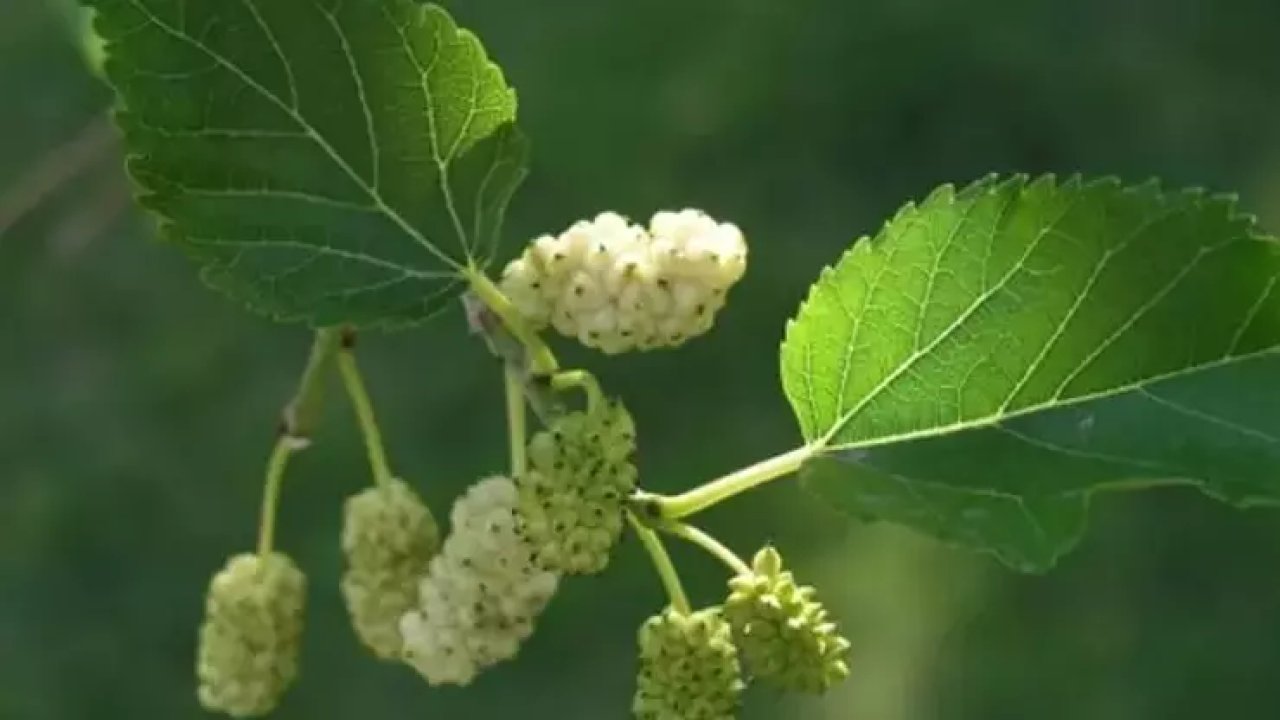 Dut yaprağının bilinmeyen mucizesi! Bağırsakları onarıyor, kolesterolü düşürüyor
