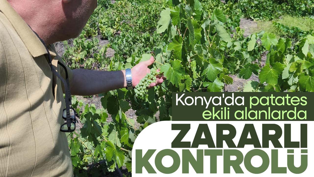 Konya Beyşehir'de patates ekili alanlarda zararlı kontrolü