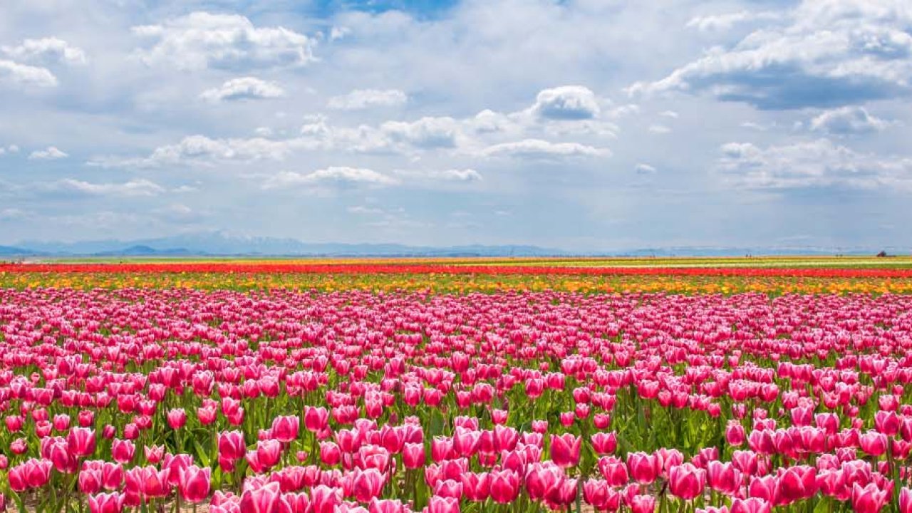 Konya’nın endemik bitki hazinesi: Sadece bu topraklarda yetişiyor!