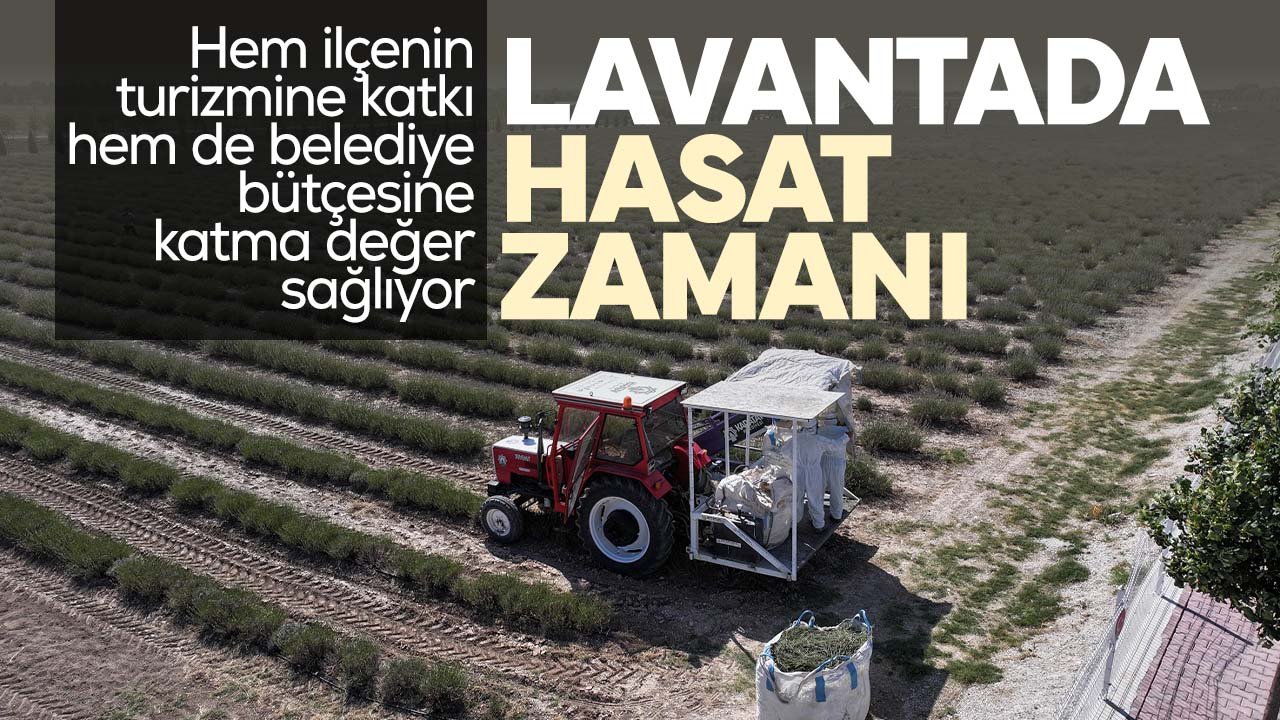Karatay Lavanta Bahçesi'nde hasat zamanı