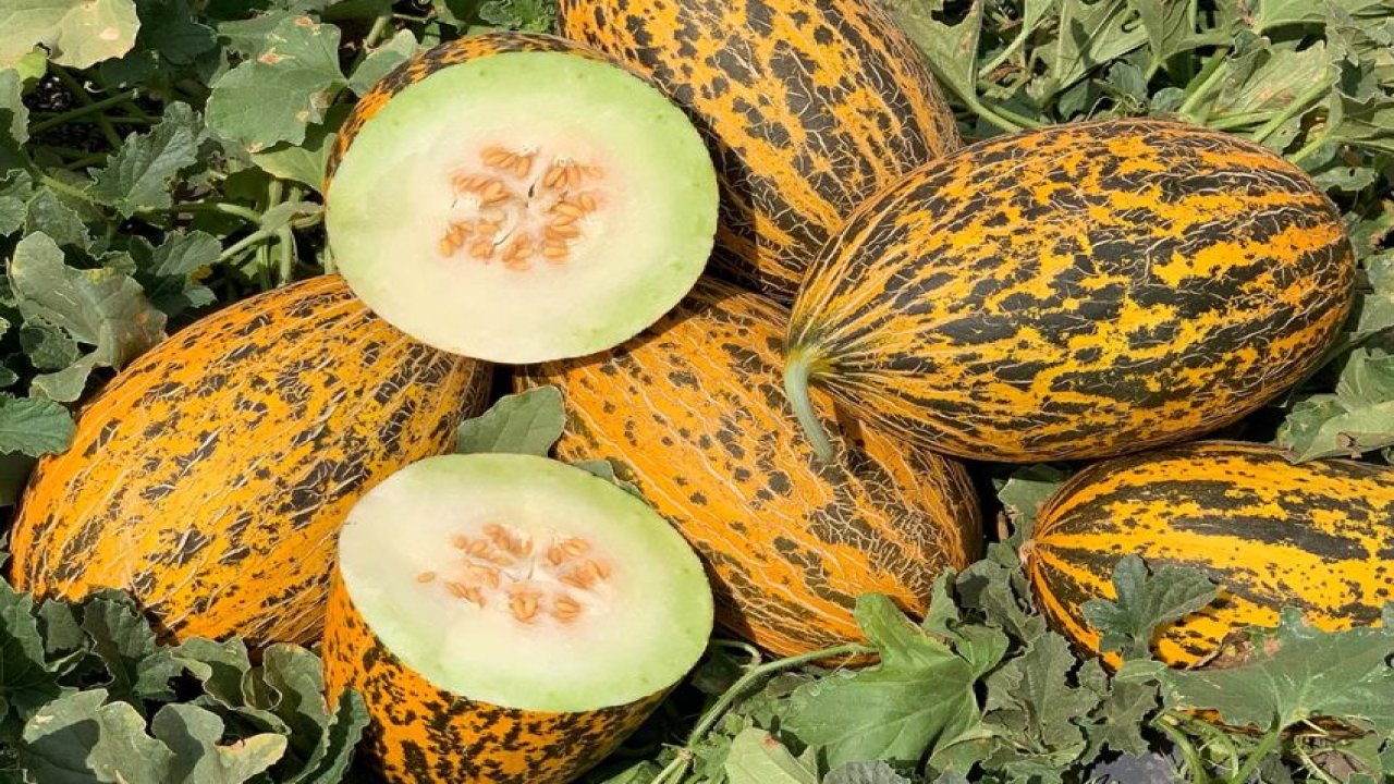 Gizemli meyve kavun: Vücuda fısıldayan sessiz şifacı