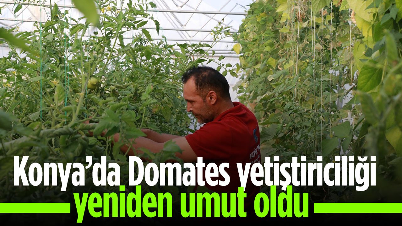 Konya'da domates yetiştiriciliği üreticiye umut oluyor