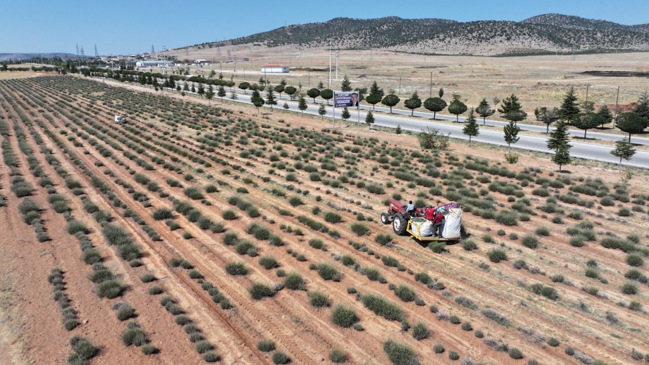 Konya Büyükşehir'in desteğiyle Güneysınır'da üretilen lavantada şimdi hasat zamanı
