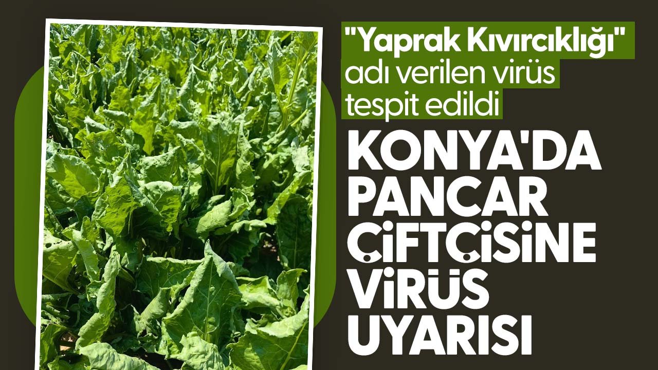 Konya'da pancar çiftçisine virüs uyarısı: Yaprak Kıvırcıklığı tespit edildi