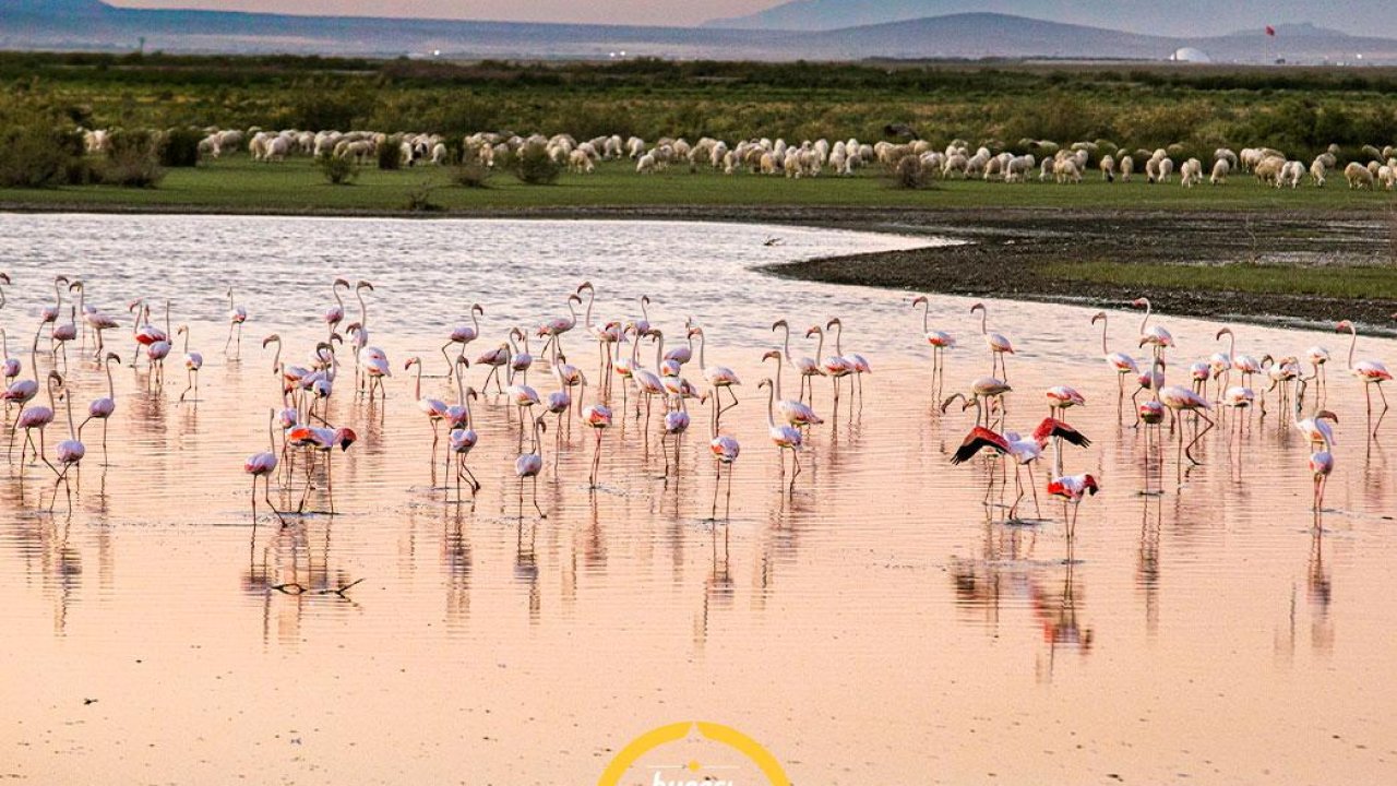 Akgöl Tabiatı Koruma Alanı: Konya ve Karaman arasında saklı bir doğa harikası!