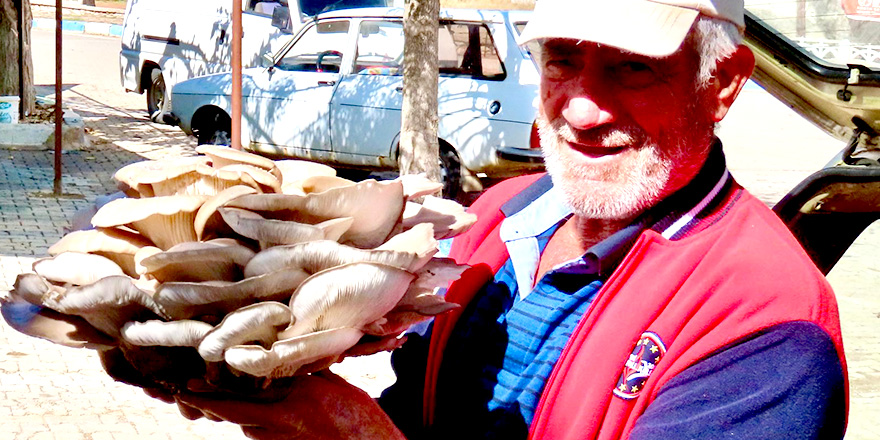 Beyşehir'de 5 kilo 150 gram istiridye mantarı bulundu