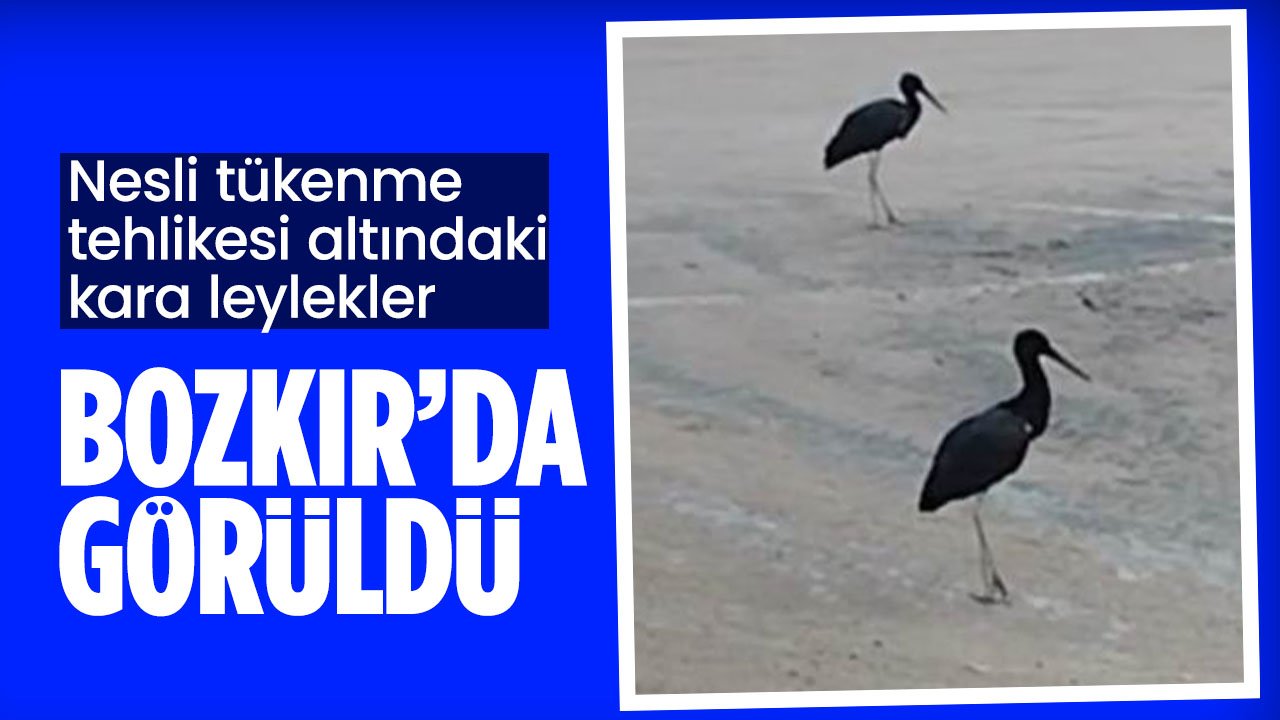 Nesli tükenme tehlikesi altındaki kara leylekler Konya Bozkır'da görüntülendi