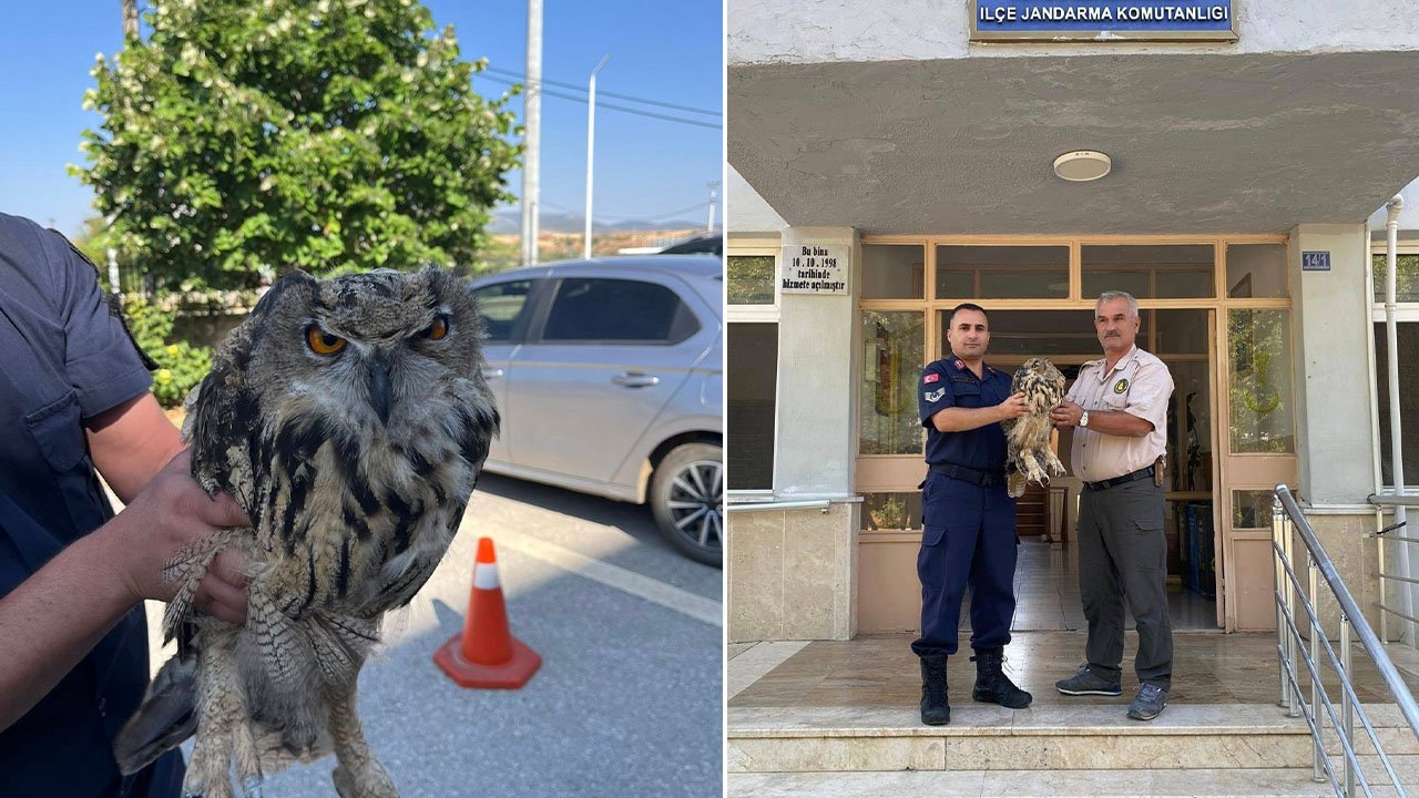 Konya'da yaralı baykuş koruma altına alındı