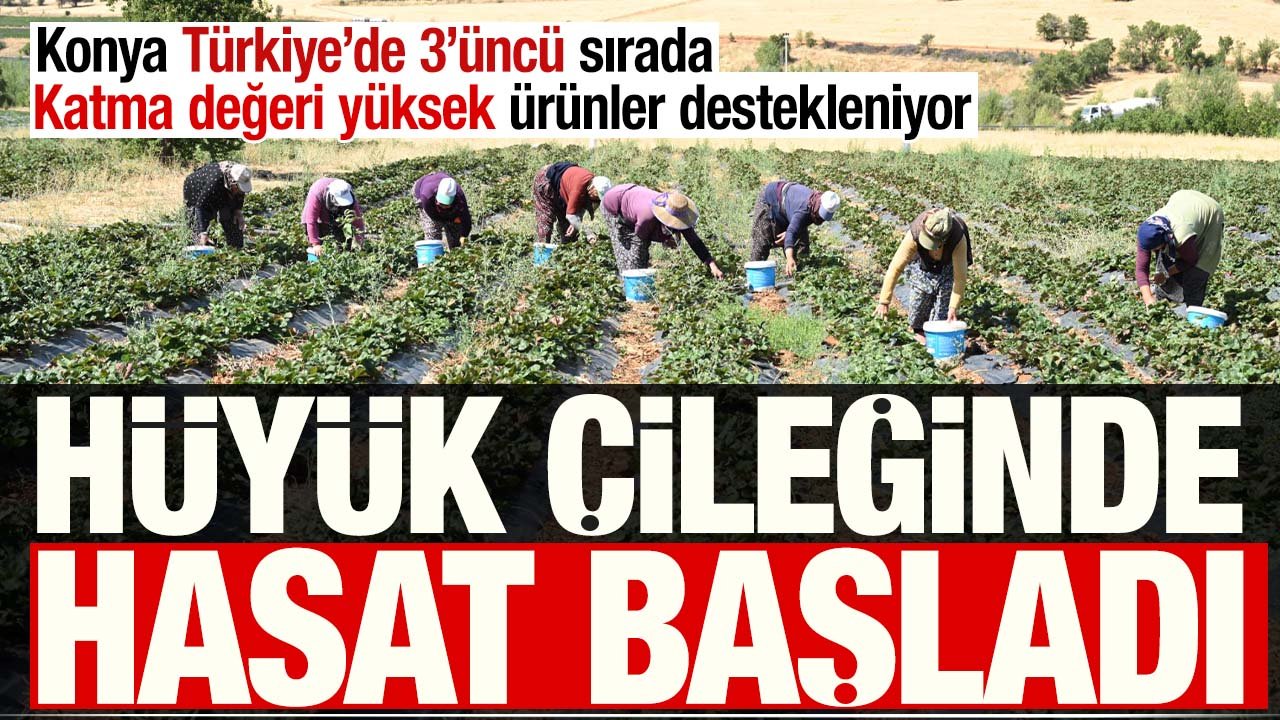 Konya'da Hüyük Çileği'nde hasat başladı!