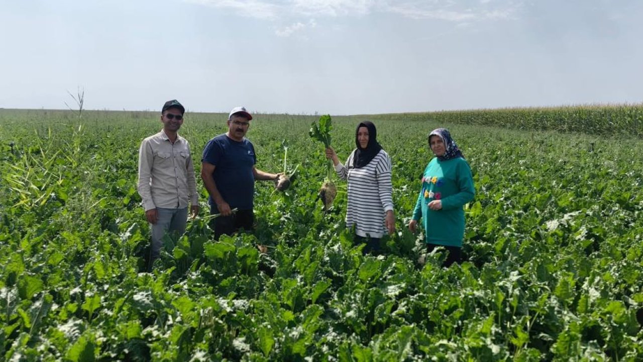 Karapınar Ovası'nda baharlık ürünlerin gelişimi değerlendirildi