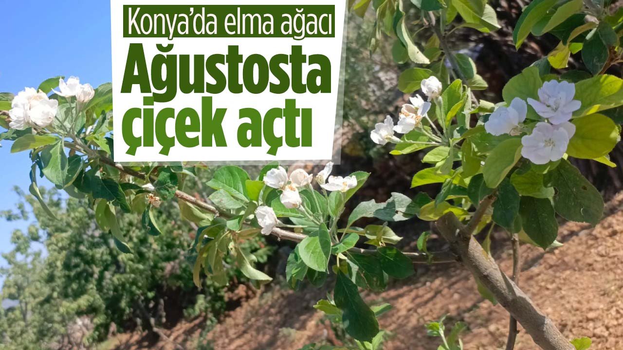 Konya'da elma ağacı Ağustos ayında çiçek açtı