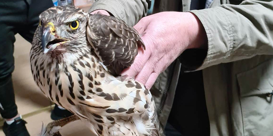 Konya'da bulunan yaralı şahin tedavi altına alındı