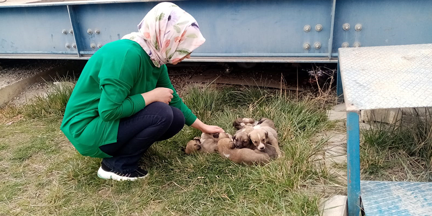 Şantiyeye sığınan köpek ve 8 yavrusuna işçiler sahip çıktı