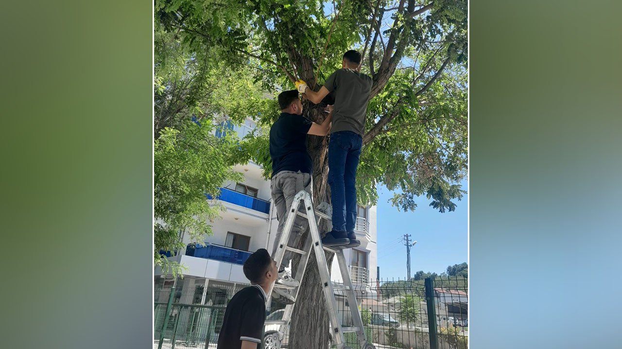 Karapınar esnafının kedi seferberliği