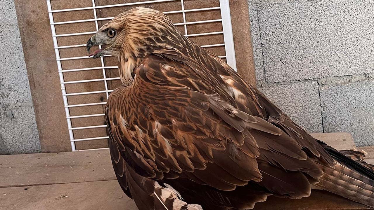 Nesli tükenme tehlikesi altında: Konya Karapınar'da yaralı halde bulundu