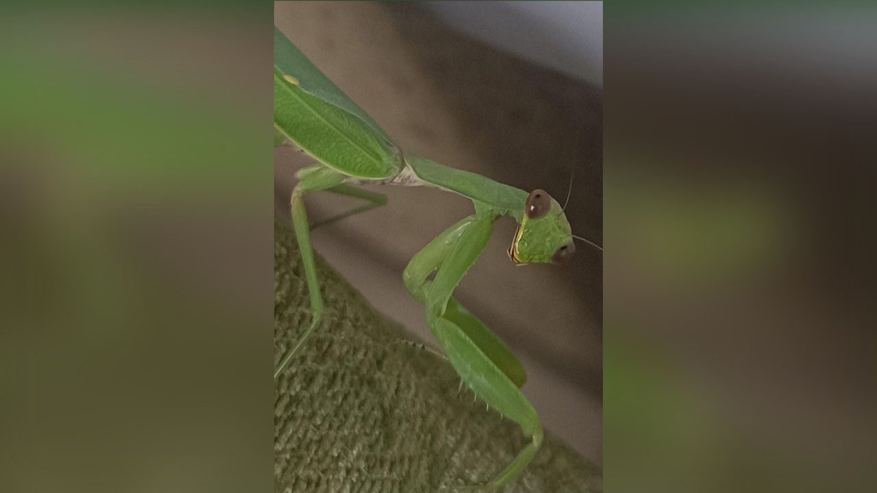 Bu böceğin ismi de kendisi de dikkat çekiyor! Duyan şaşırıyor! İşte o böcek!