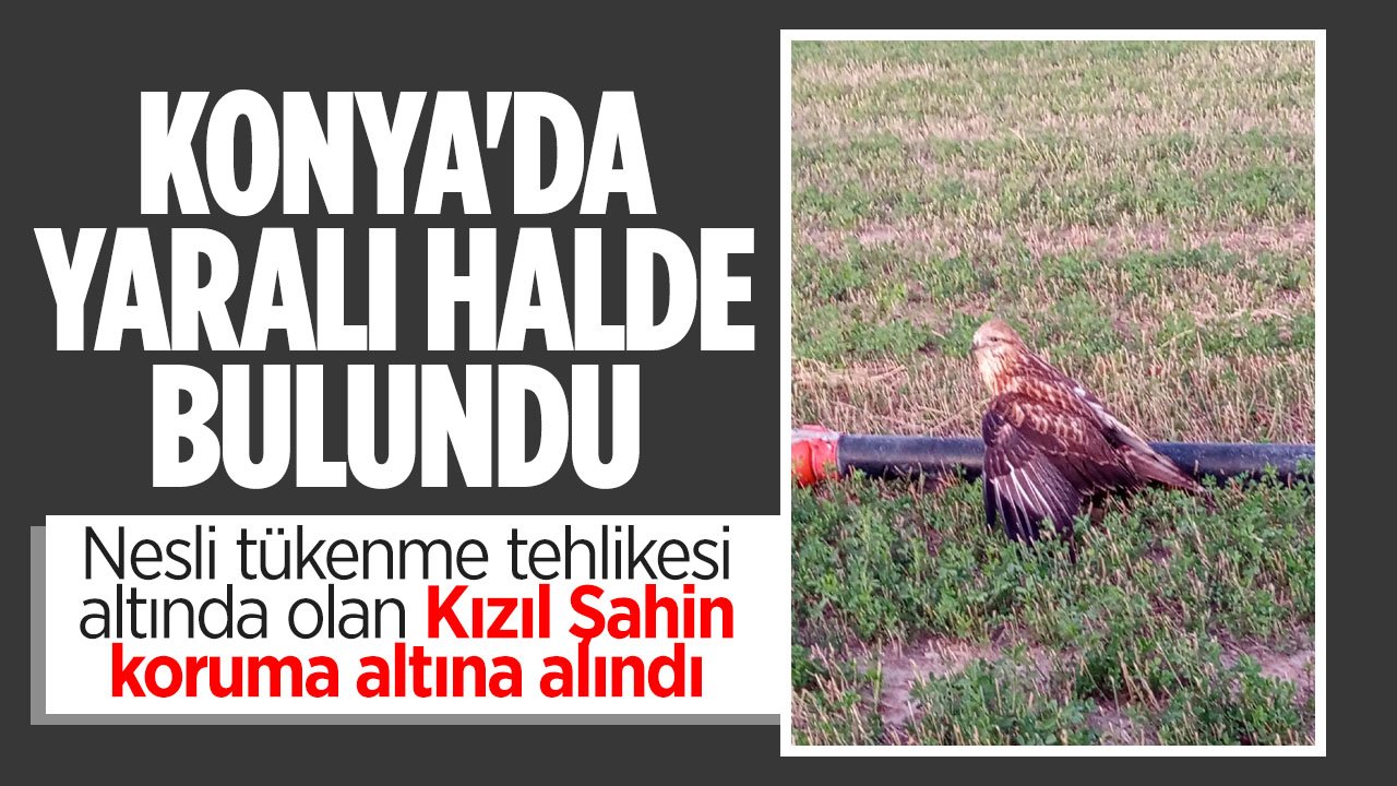 Konya'da yaralı halde bulunan Kızıl Şahin koruma altına alındı
