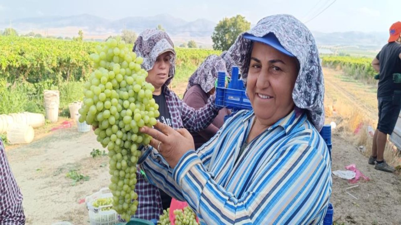 Bu üzümü görenler şaşkınlıklarını gizleyemiyor!