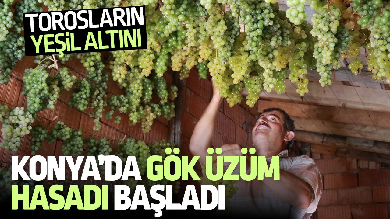 Konya'da gök üzüm hasadı başladı