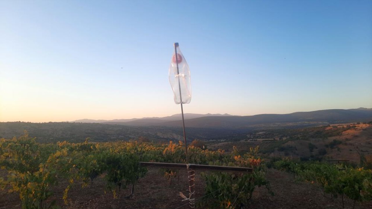 Konya'da kuşlara karşı çiftçinin bedava yöntemi!