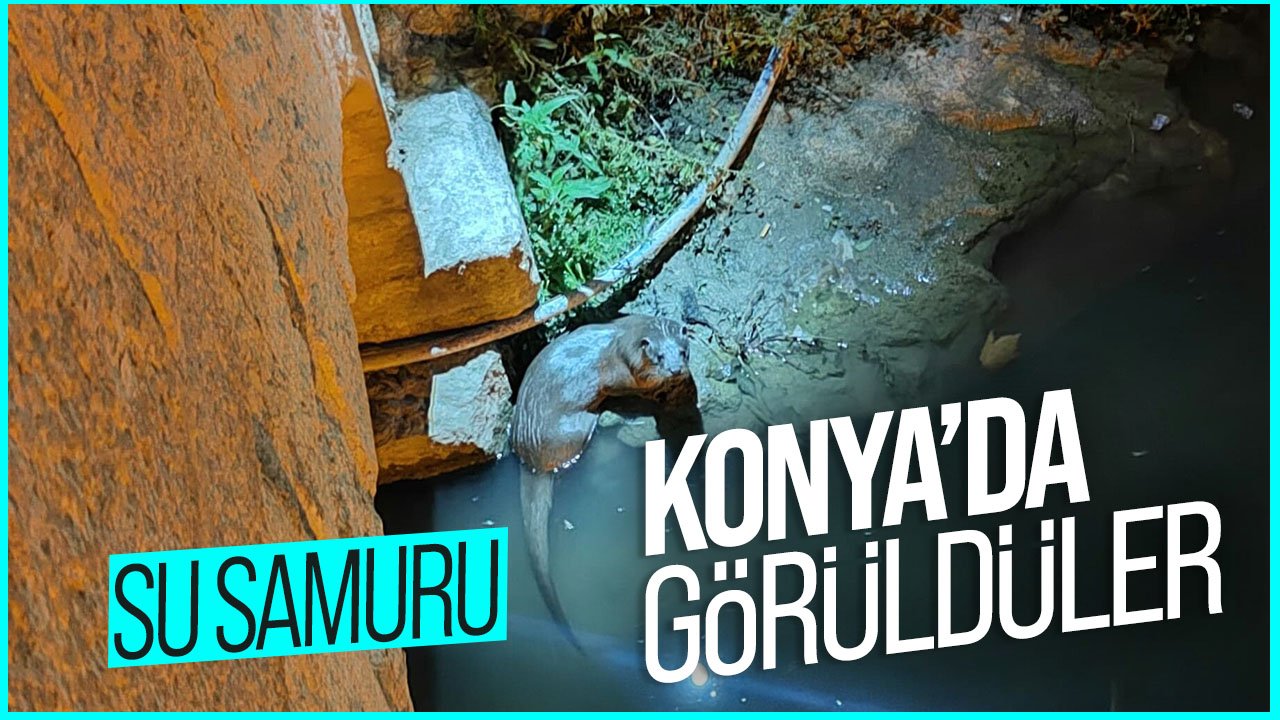 Su samurları Konya'da görüldü