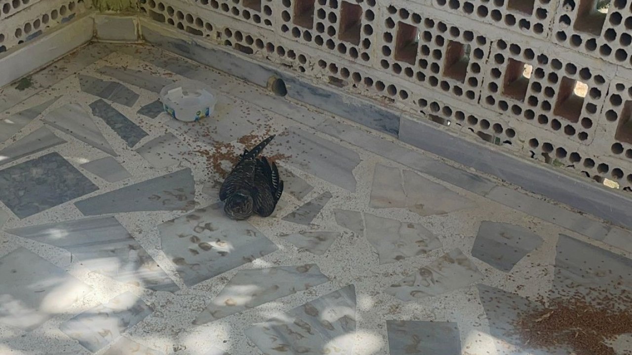 Kulu'da yaralı ebabil kuşuna şefkat eli uzatıldı