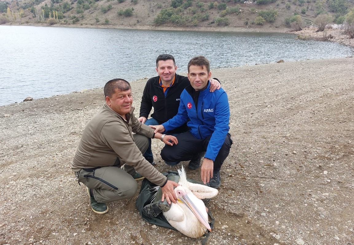 Pelikan AFAD Ekiplerince Kurtarıldı