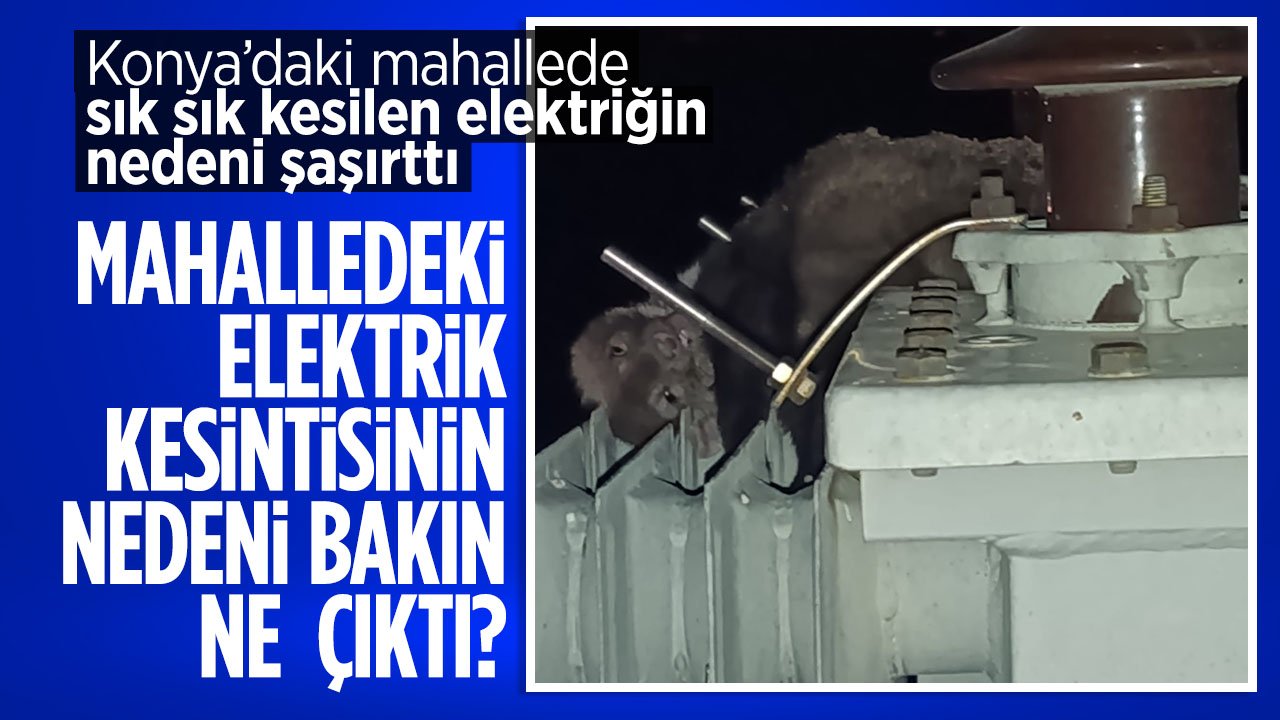 Konya'daki mahallede sık sık kesilen elektriğin nedeni sansar çıktı
