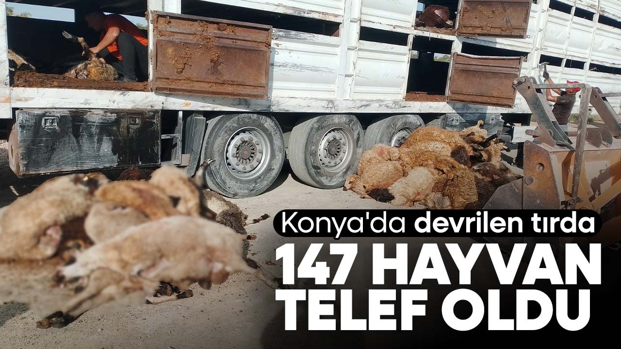 Konya'da devrilen tırdaki 147 küçükbaş hayvan telef oldu
