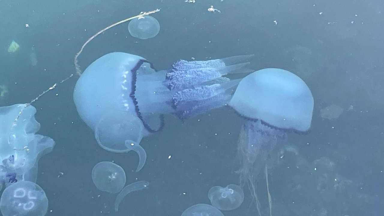 Müsilaj başladı denizanaları öldü