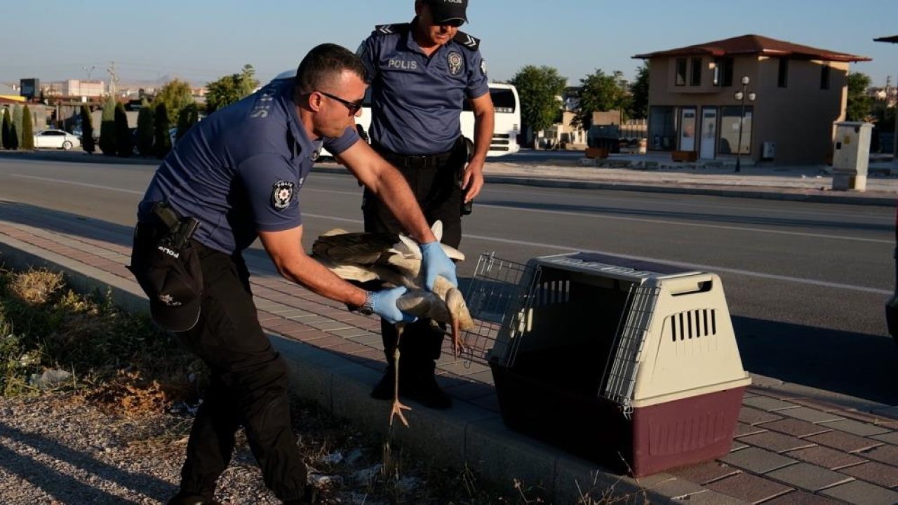 Karaman'da yaralı leylek koruma altında!