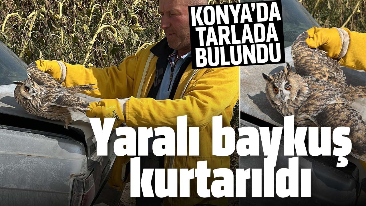 Konya'da tarlada yaralı halde bulunan kulaklı baykuş tedavi altına alındı
