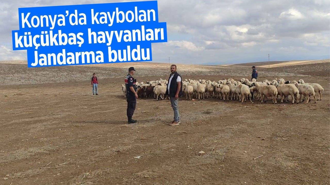Konya'da kayıp küçükbaş hayvanları jandarma buldu