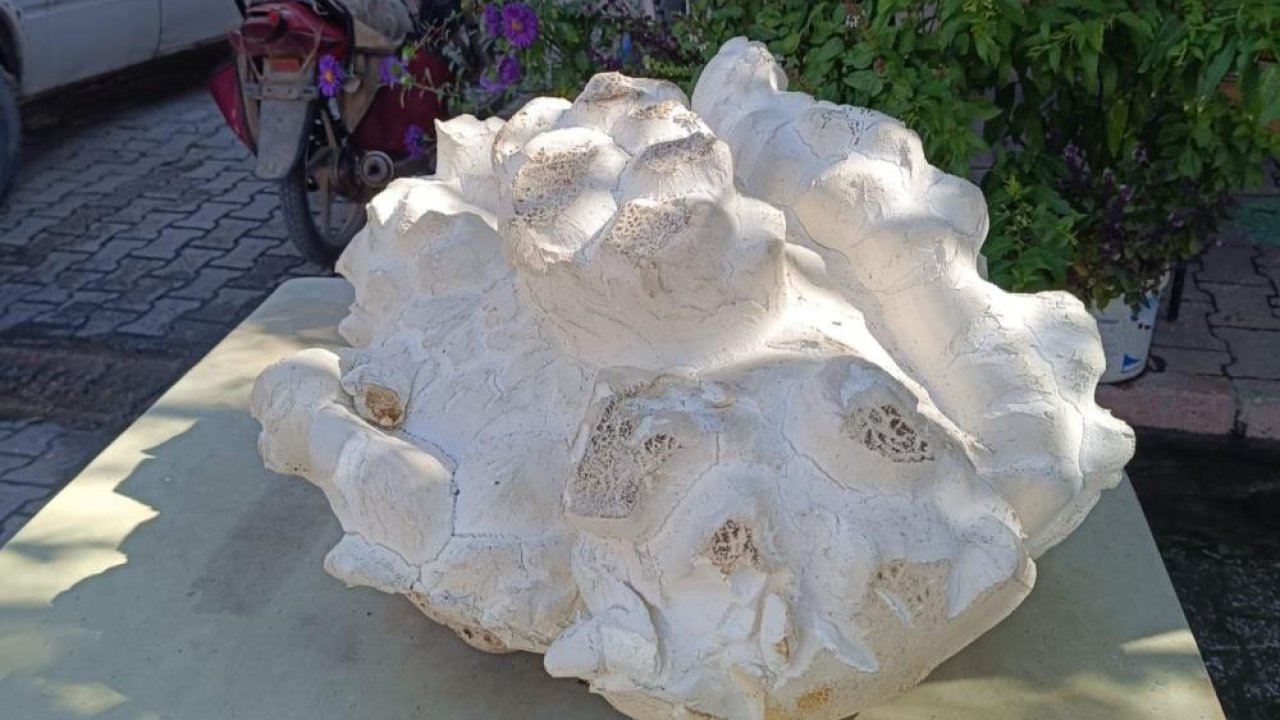 Önce taş zannettiler! Konya'da 19 kiloluk dev mantar bulundu