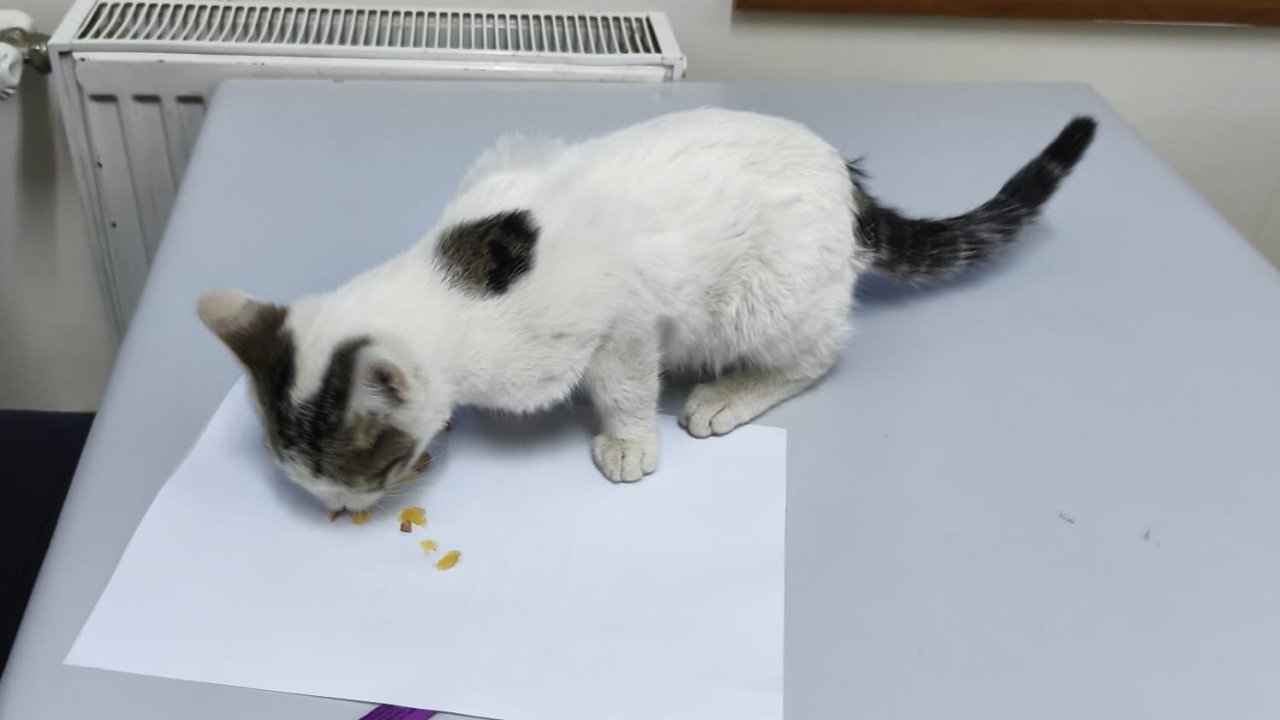 Akşehir'de kediye şiddet uygulayan şahıs polis ekiplerince yakalandı