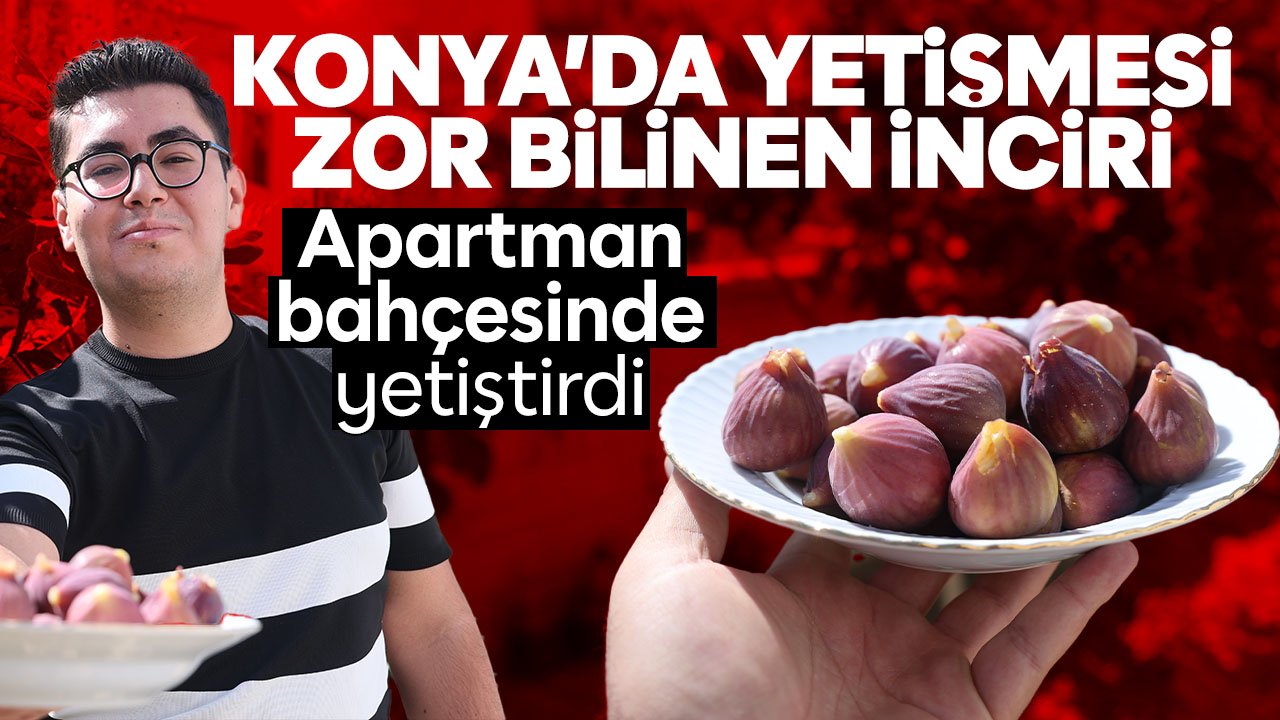 Konya'da yetişmesi zor bilinen inciri apartman bahçesinde yetiştirdi
