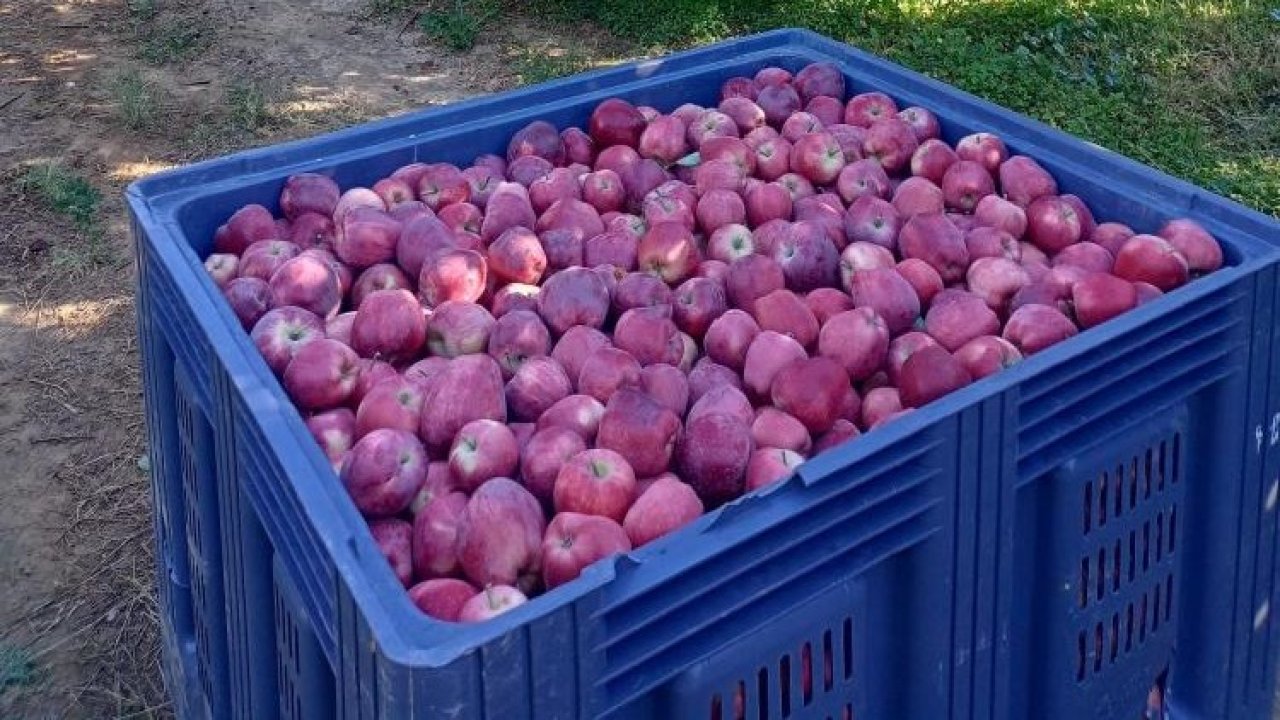 Beyşehir'de elma bereketi! İlçenin elma deposu mahallesinde hasat mesaisi sürüyor.