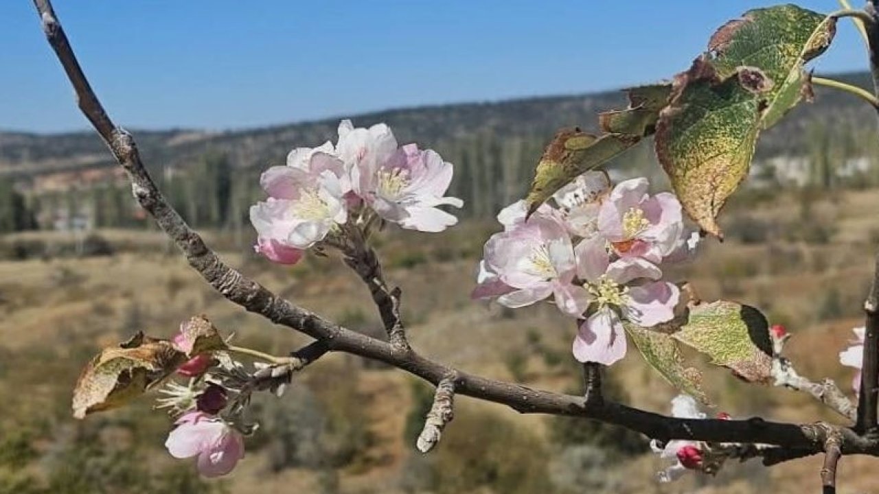 Konya'da ağaçlar çiçek açtı!