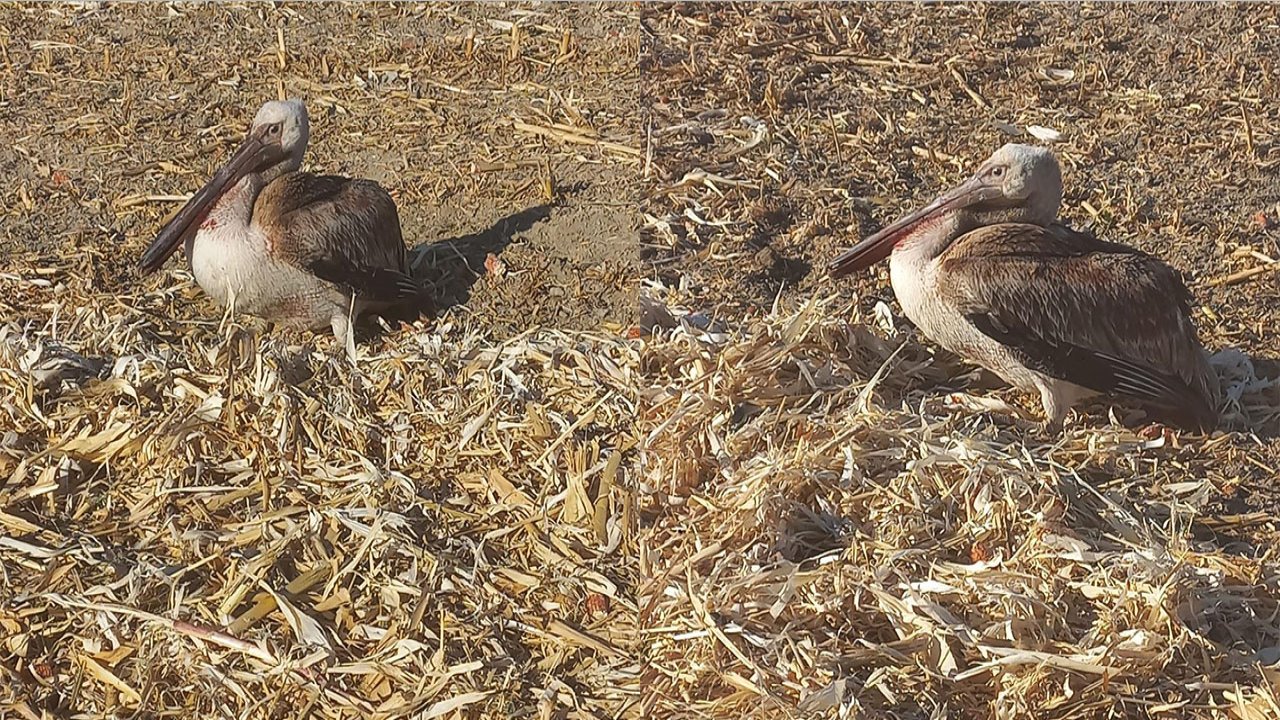 Konya'da yaralı pelikana yardım eli!