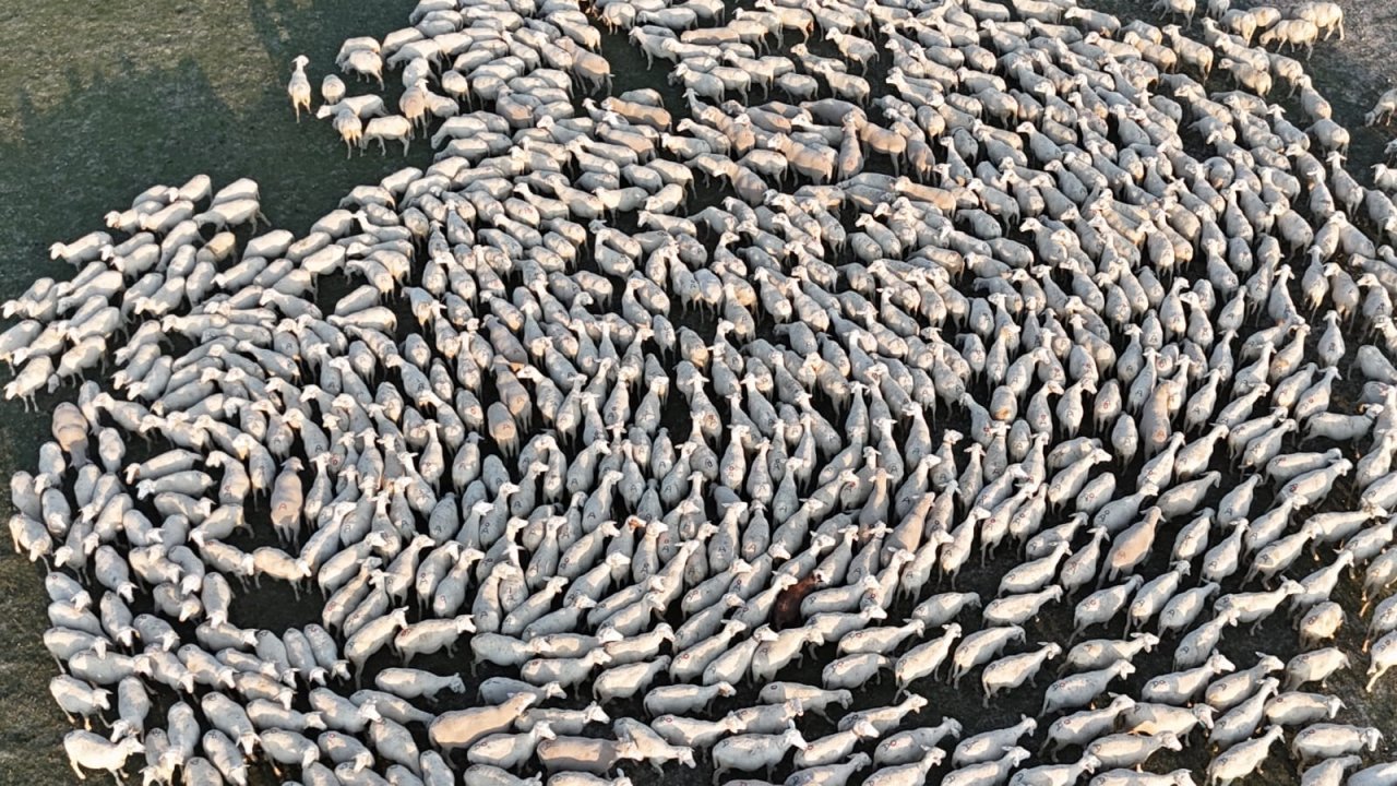 Konya'da koyun sürüsü böyle görüntülendi! Görsel şölen oluşturdu